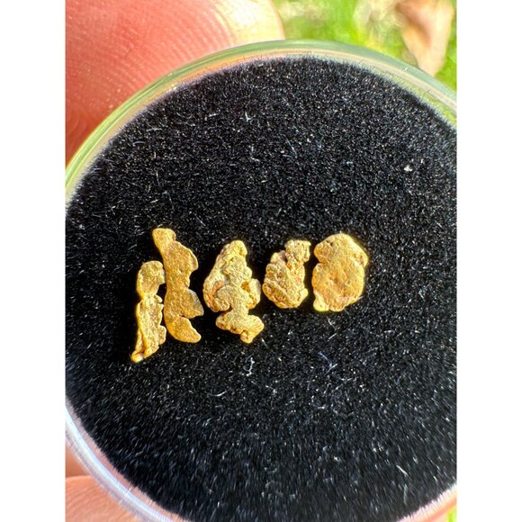 California Gold Nuggets in Display Case - 0.23 grams - Picture 4 of 6